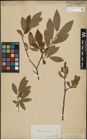 Foto von Salix lapponum L. x Salix silesiaca Willd.